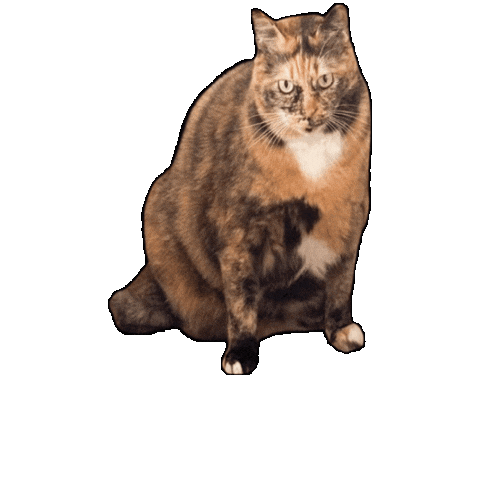 Cat Sticker by SHOETREE