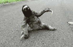 sloth partying GIF