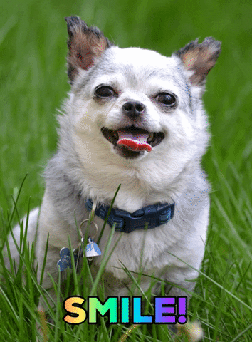 Happy Chihuahua GIF by Harley's Dream
