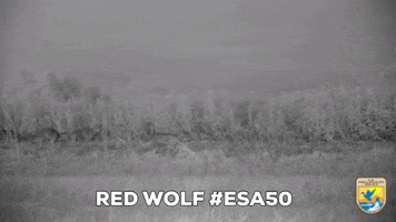 Red Wolf Running GIF by U.S. Fish and Wildlife Service