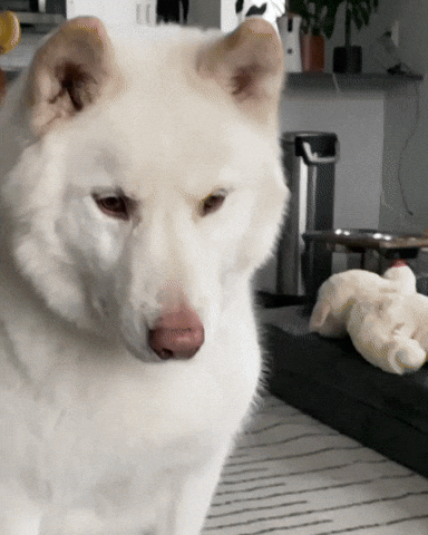 Catch Miss GIF