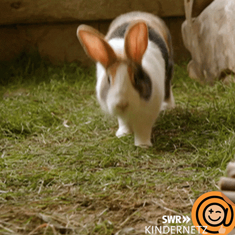 Go Easter Bunny GIF by SWR Kindernetz