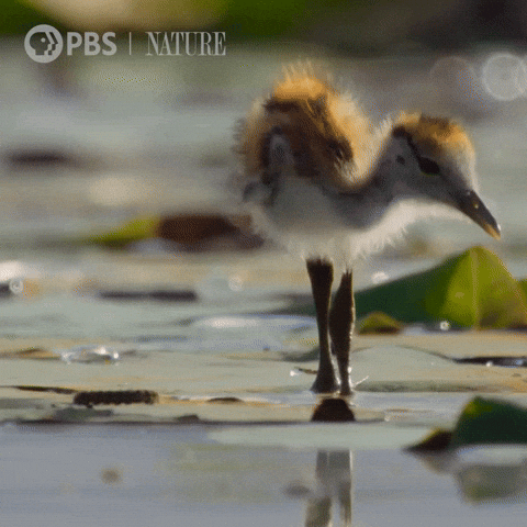 Pbs Nature Bird GIF by Nature on PBS