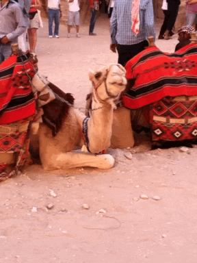 Wildlife gif. A camel rests in the dirt on the ground and chews exaggeratedly with its lips circling and bottom teeth jutting out.