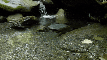 stevelordpottyreekie stream creek crystal clear water kokatahi GIF