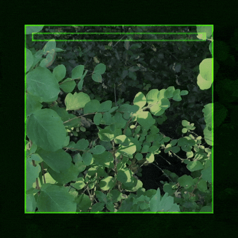 Leaves GIF by jaydr.1
