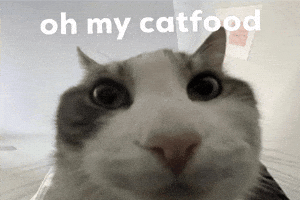 Cat GIF