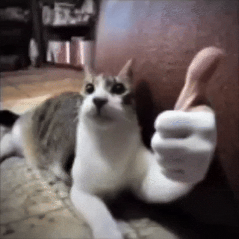 Obvilyas GIF