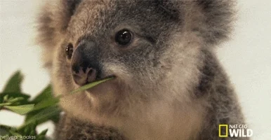 koala flirting GIF
