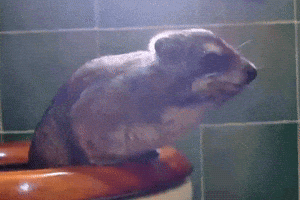 Excuse Me Toilet GIF