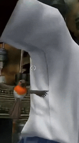 Bird Game GIF