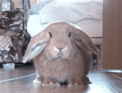 giphy.gif?cid=8fc3c8975ced400a5353474f679dafd3&rid=giphy.gif