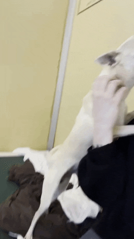 Monmouth County SPCA GIF
