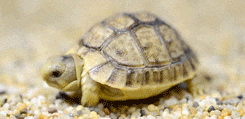 turtle GIF