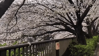 8 Bit GIFs Japan - Cherry Blossom - Lazer Horse