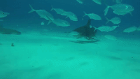 Snap Happy Hammerhead Shark Bites GoPro