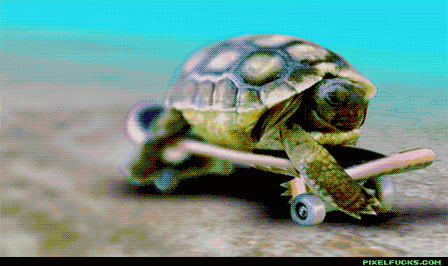 Image result for turtle crawling gif