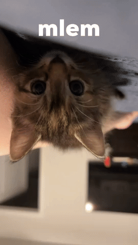 Cat GIF