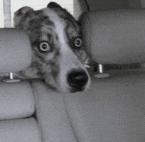 Scared Dog GIF
