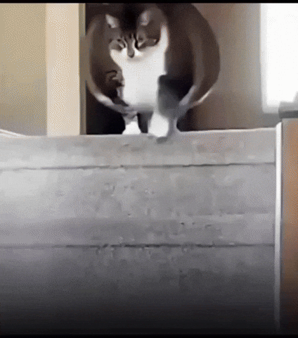 Cat GIF