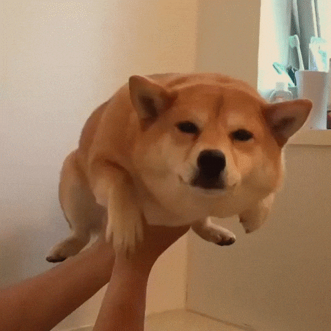 doge GIF