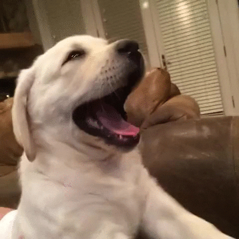 Yawn GIF - Find & Share on GIPHY