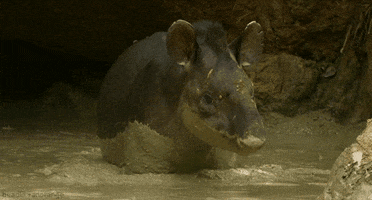 tapir GIF by Head Like an Orange