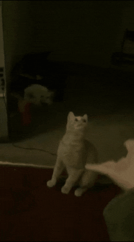 Maverick Orange Cat GIF