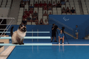 Juegosolimpicos Siames GIF