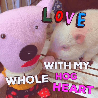 WandaPetunia love heart hog whole hog GIF