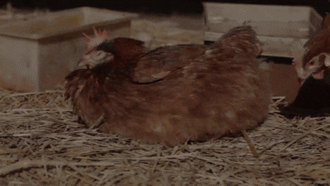 pohodlí slepice GIF