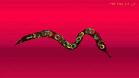Snake Gif By Joelremygif - Find & Share on GIPHY