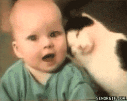 Cat Love animated GIF