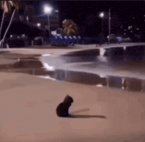 Cat Meme GIF
