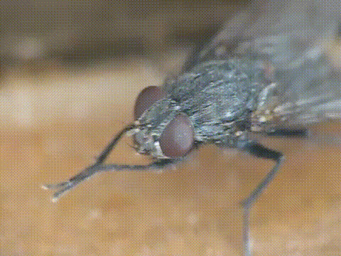 Was ist das nervigste Insekt