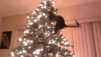 abderrahmanasni funny cat cute christmas GIF