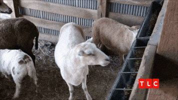 Dont Look At Me 90 Day Fiance GIF by TLC