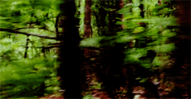 Run Forest Run GIFs - Find & Share on GIPHY