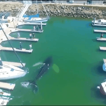 whale GIF