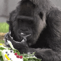 Happy Birthday Cake GIF by Storyful