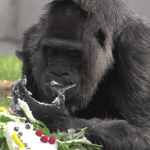 Video gif. Gorilla sits in front of something frosted and creamy with berries on top. The gorilla's face and hand are covered in the stuff as it bends down to lick its thumb clean, making a slow exaggerated chewing motion with its mouth like its really enjoying this moment. 