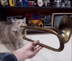 Trumpet Cat GIF