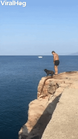 Dog Cliff Dives Into Water GIF by ViralHog