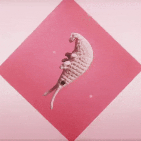Shrimp GIF