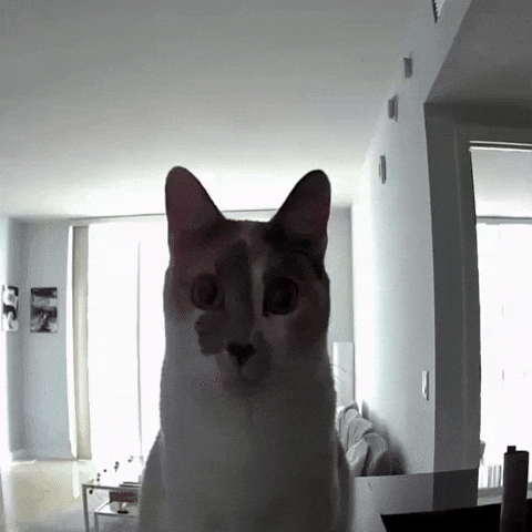 Cat Stare GIF