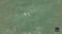 Dolphins Swim Playfully Together Off Long Island Coast
