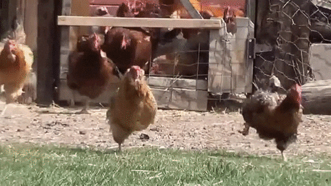 kuře uniknout GIF