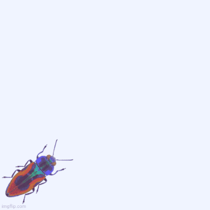 YunaMiray rainbow bug colourful kafer GIF