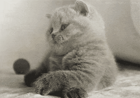 http://media0.giphy.com/media/IRx46YT6BHWFO/200.gif