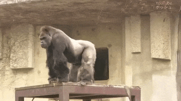 Great Ape Zoo GIF